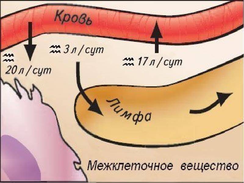 Лимфатическая система: Почему необходимо заставлять лимфу двигаться 