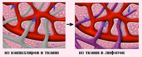 Лимфатическая система: Почему необходимо заставлять лимфу двигаться 