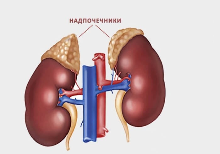 Как нормализовать работу надпочечников: 10 рекомендаций