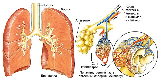 Жизненно важная функция жиров: Биохимия для чайников