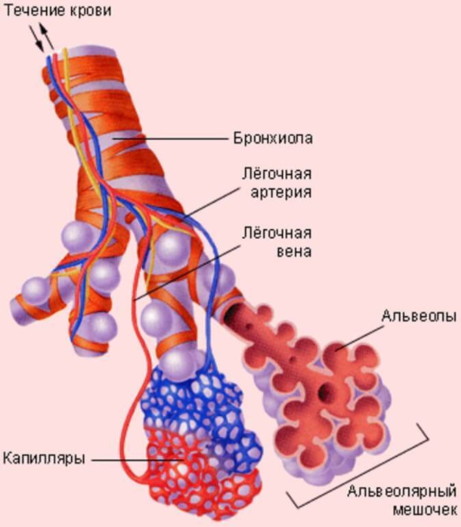 Жизненно важная функция жиров: Биохимия для чайников