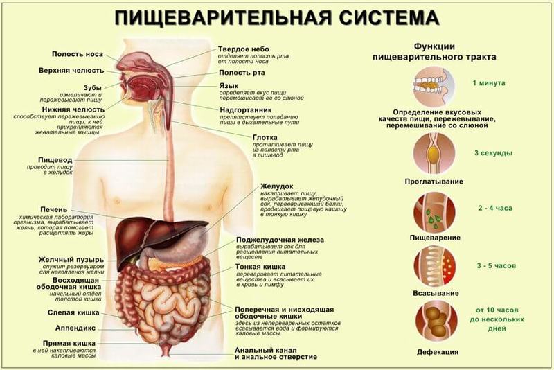 Нарушение пищеварения — основная причина развития гиповитаминоза, токсикоза, кандидоза