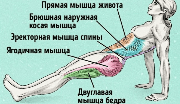 Стойка в обратной планке: Все о пользе для фигуры