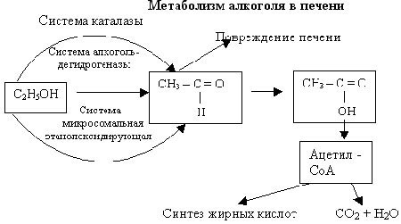 Как алкоголь влияет на организм и физическую форму