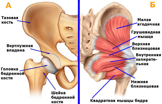 Болезни тазобедренных суставов. Причины и лечение