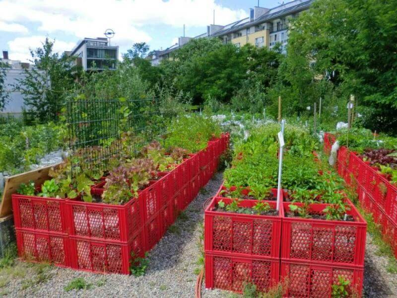 Как сделать практичные и красивые грядки для дачи