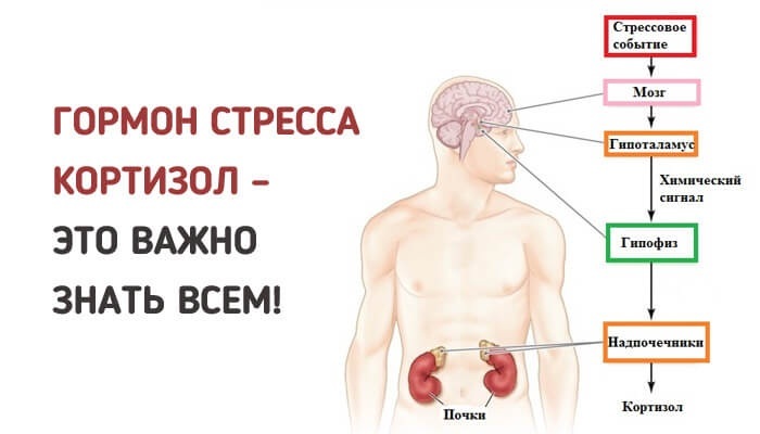 Увеличение веса после 30: 7 ловушек, попав в которые можно приобрести лишние килограммы   