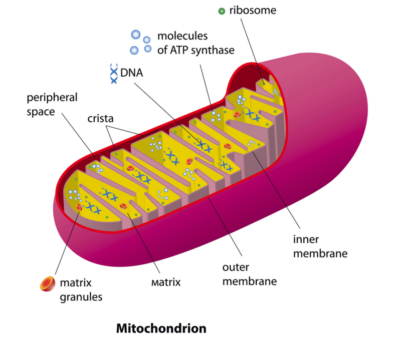 Жизнь и смерть митохондрий