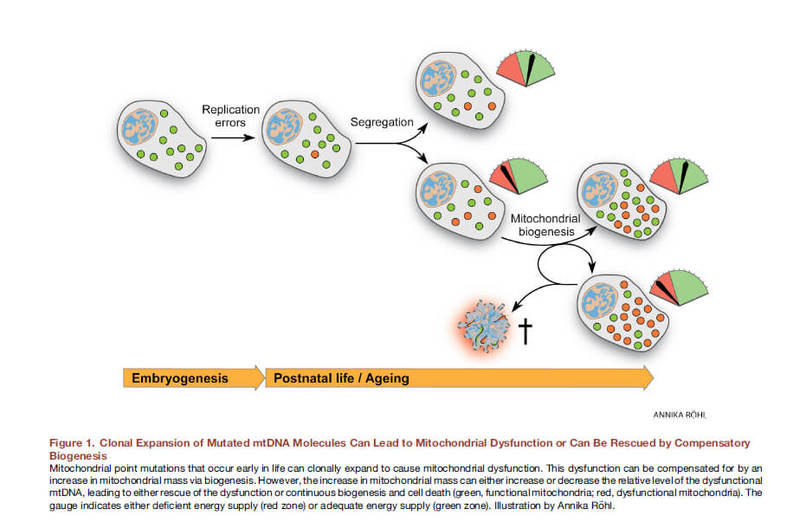 Жизнь и смерть митохондрий