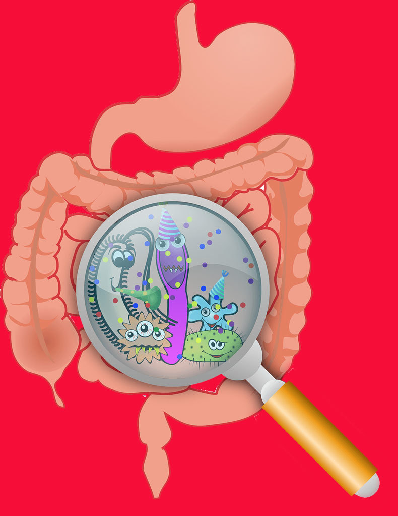  ТОП-5 добавок для здоровой микрофлоры кишечника