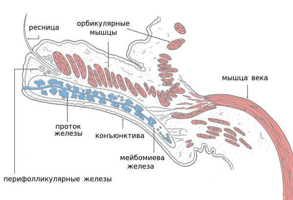 Блефарит: Симптомы и лечение