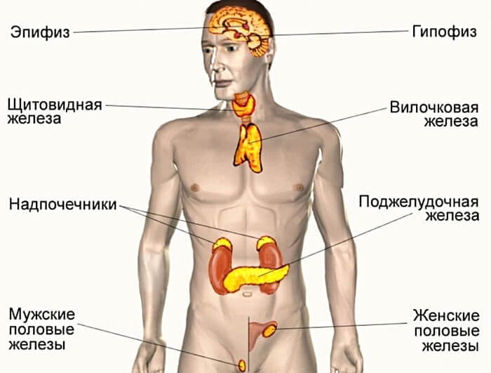 Эндокринная система: Структура и заболевания