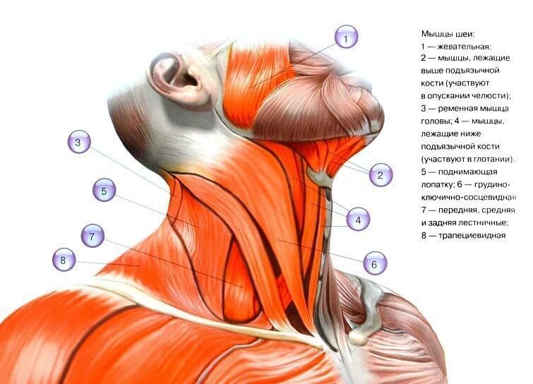1 простое упражнение, которое снимет зажимы с шеи, плеч и спины