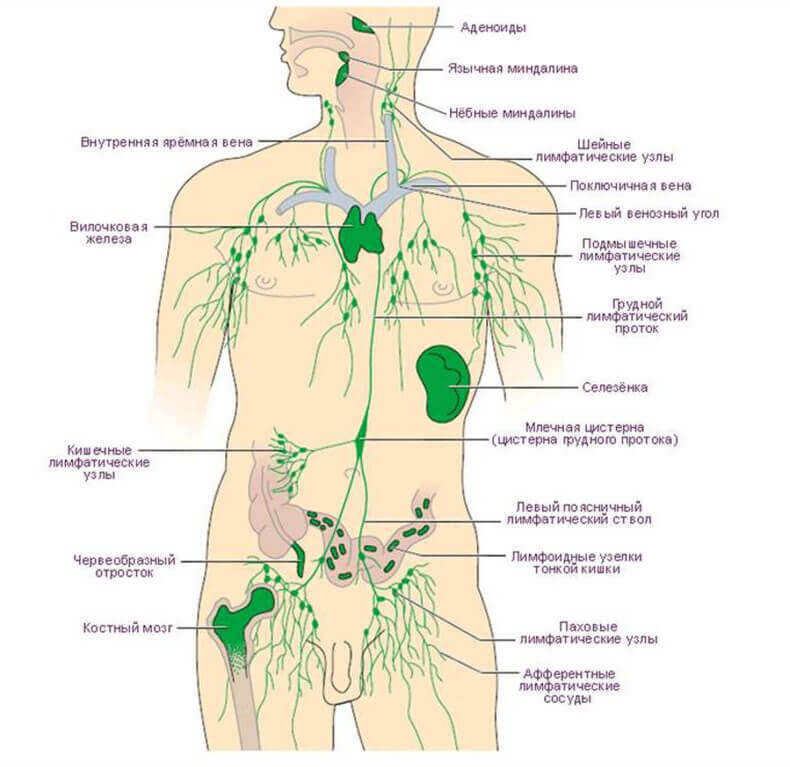 Лимфатическая система: Когда следует беспокоиться?