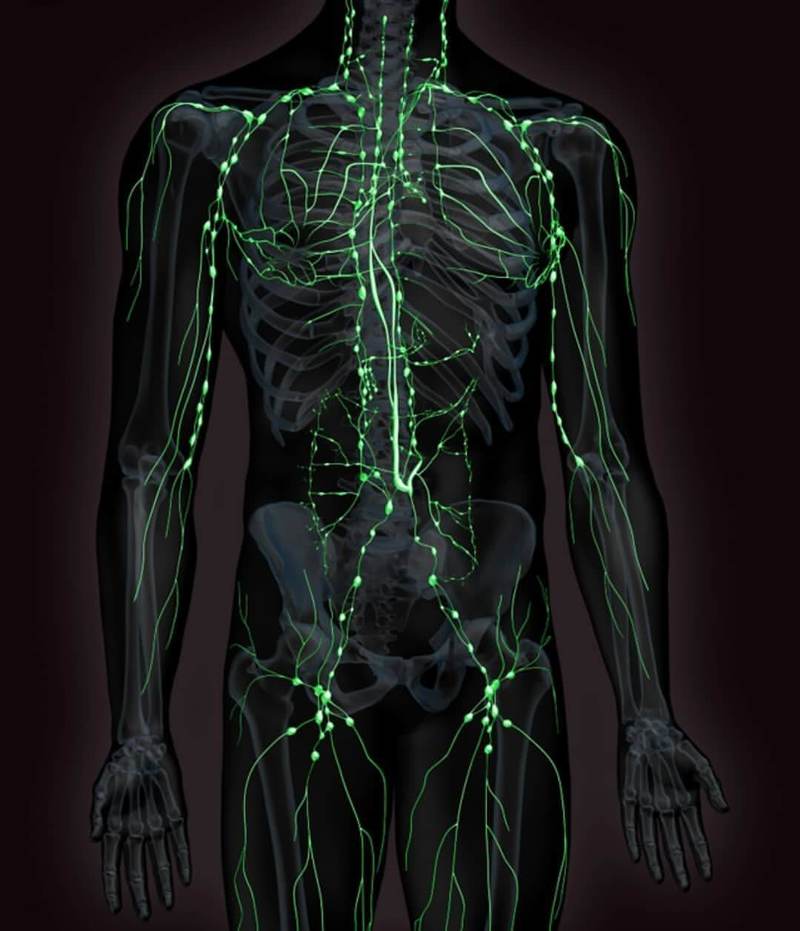 Лимфатическая система: Когда следует беспокоиться?