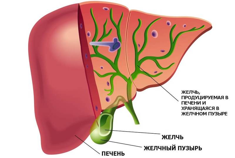 Как лечить застой желчи