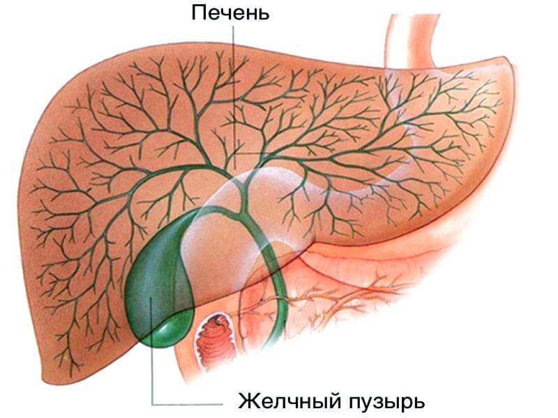 Как лечить застой желчи