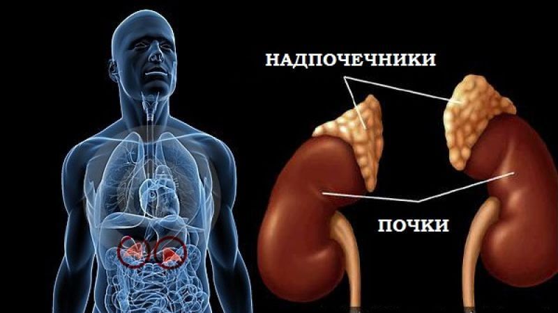 Как работают ваши надпочечники? ТЕСТ