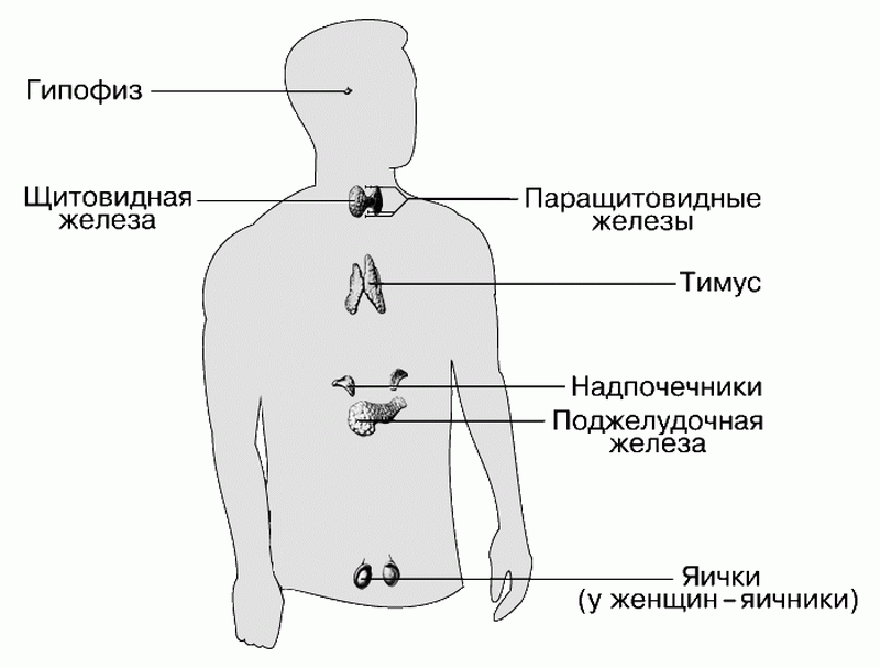 Щитовидная железа и лишний вес: Симптомы эндокринной патологии