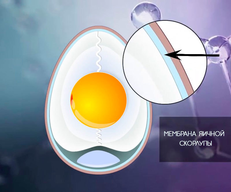 Мембрана яичной скорлупы: 6 ЗОЛОТЫХ советов по использованию 