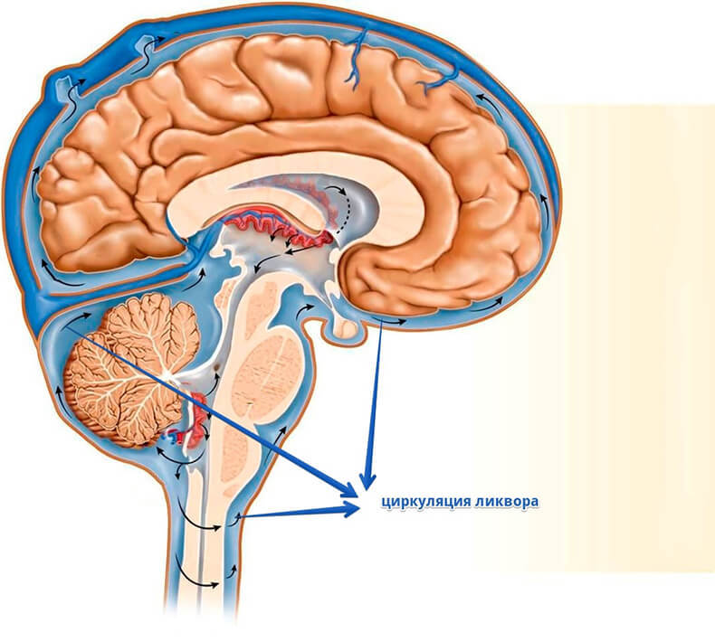 Что это такое ликвор? Лечение спинномозговой жидкости
