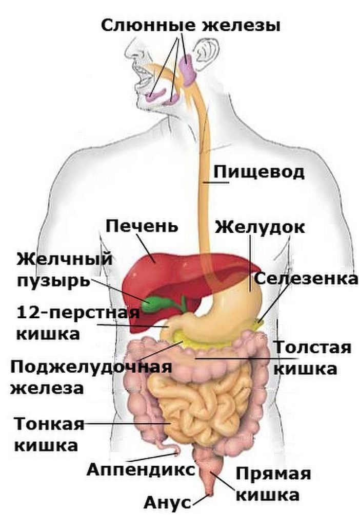 Майя Гогулан: Как быть здоровым – методики ОЧИЩЕНИЯ организма