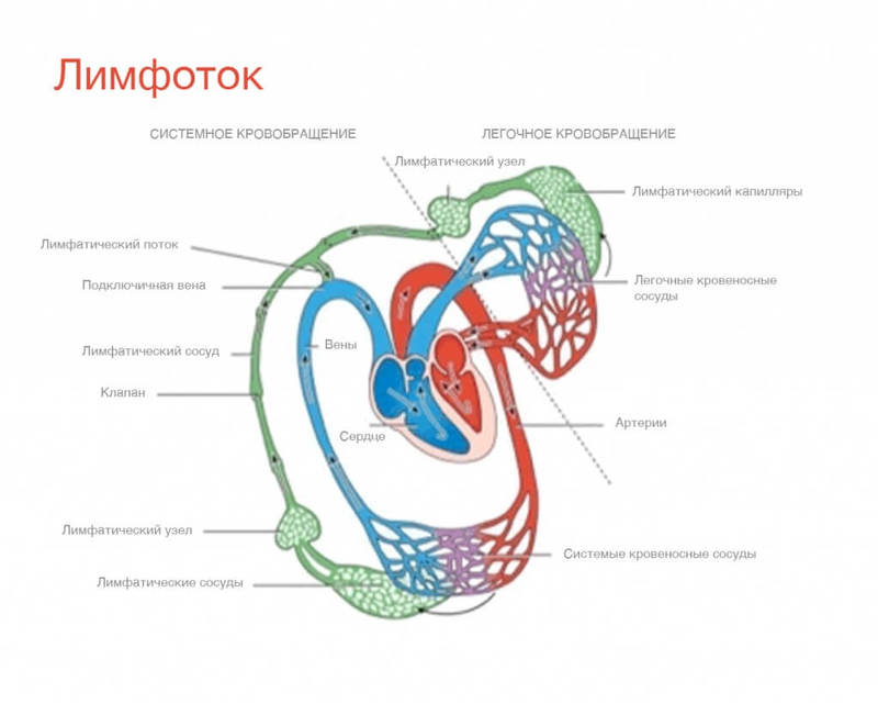 Лучший способ прокачать лимфу и еще 15 преимуществ упражнений на батуте