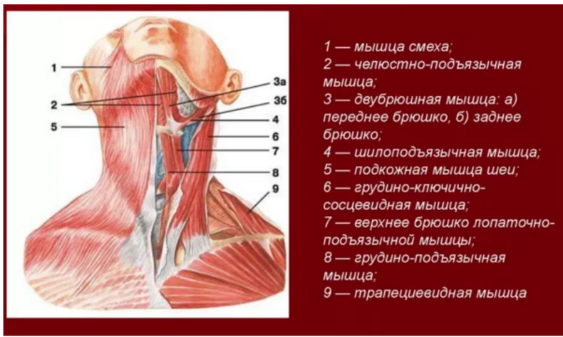 Кольца Венеры: Как избавиться от горизонтальных морщин на шее