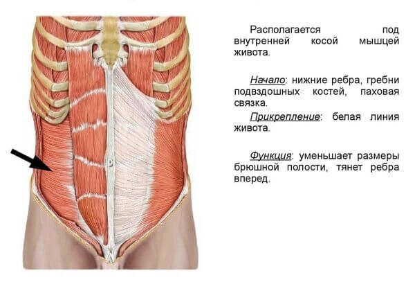 Тренировка глубоких мышц для плоского живота и здоровой поясницы