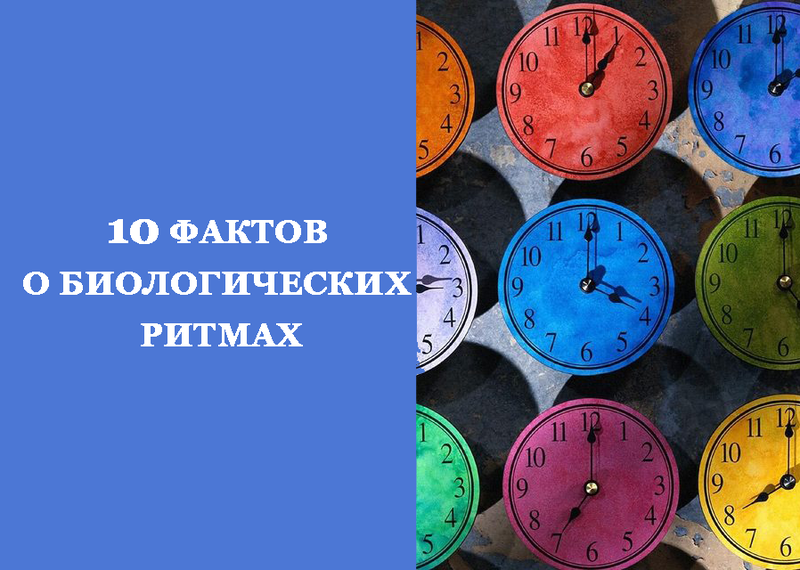 10 фактов о БИОЛОГИЧЕСКИХ РИТМАХ, которые нужно знать