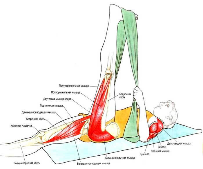 Как правильно растягивать мышцы бедра