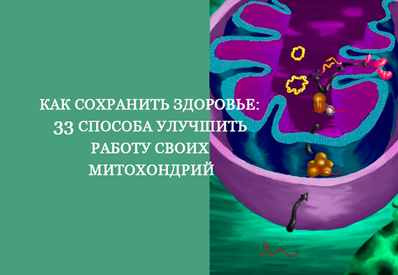 Как сохранить здоровье: 33 способа улучшить работу своих митохондрий