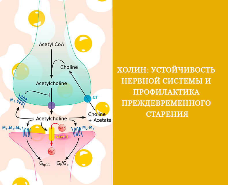 Холин: Устойчивость нервной системы и профилактика преждевременного старения