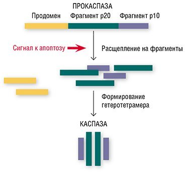 Апоптоз: заказное самоубийство 