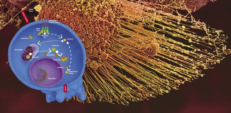 Апоптоз: заказное самоубийство 