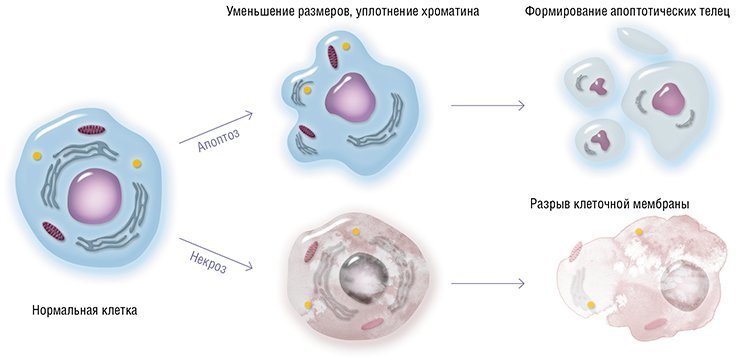 Апоптоз: заказное самоубийство 