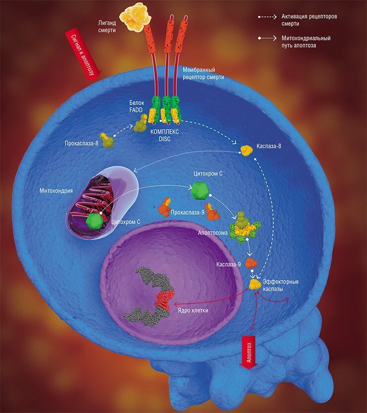 Апоптоз: заказное самоубийство 