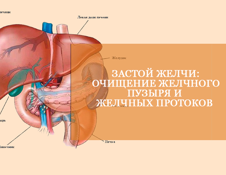 Застой желчи: Очищение желчного пузыря и желчных протоков 