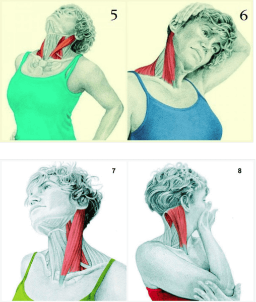 Тренируем мышцу шеи, которая исправляет осанку и отвечает за "вдовий горб"