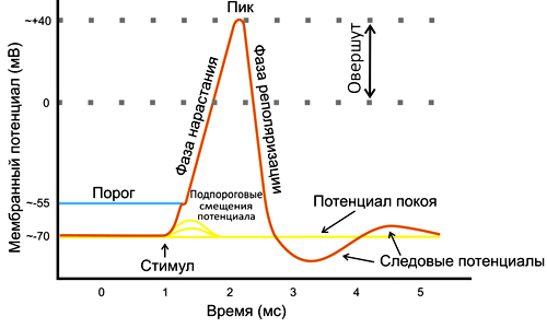 Главный тормозной медиатор в нервной системе человека