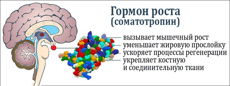 Как женщинам убрать жир на бедрах, а мужчинам избавится от живота без диет