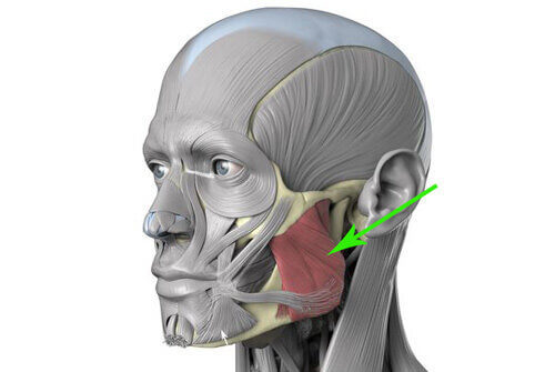 Возвращаем молодость лицу - расслабляем жевательную мышцу