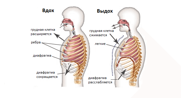 Расслабляем диафрагму – мышцу, влияющую на овал лица и самочувствие