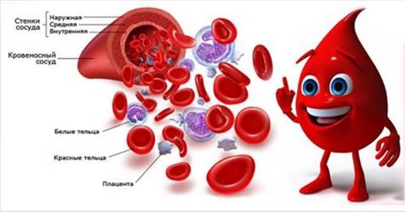 Факты о крови, которые нужно знать