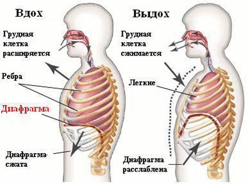  Диафрагма - ключевая мышца в дыхании йогов