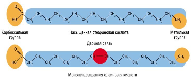 Жиры для ума и сердца