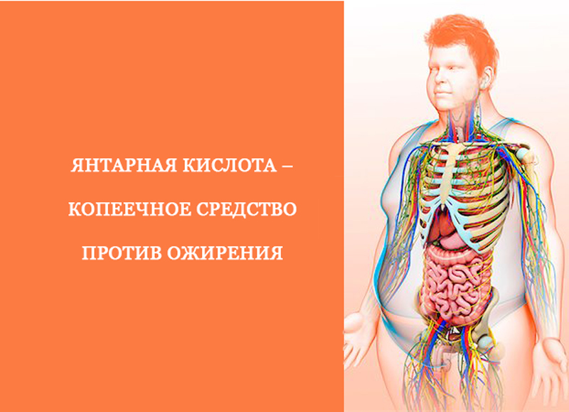 Янтарная кислота – копеечное средство против ожирения 