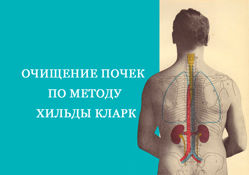 Очищение почек по методу Хильды Кларк