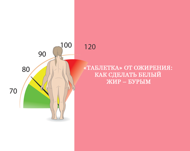 «Таблетка» от ожирения: Как сделать белый жир – бурым