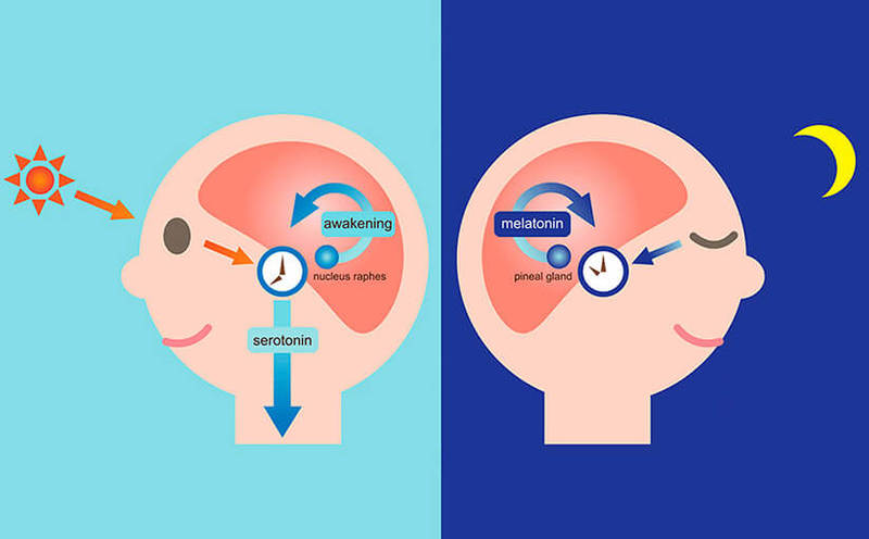 Мелатонин: 11 полезных свойств гормона сна